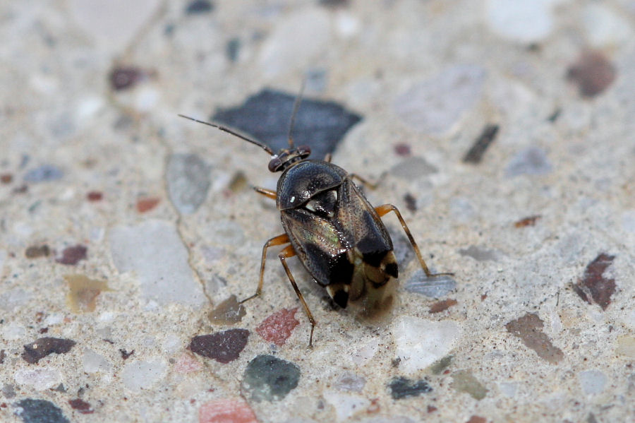 Miridae: Deraeocoris serenus dell''Emilia (BO)