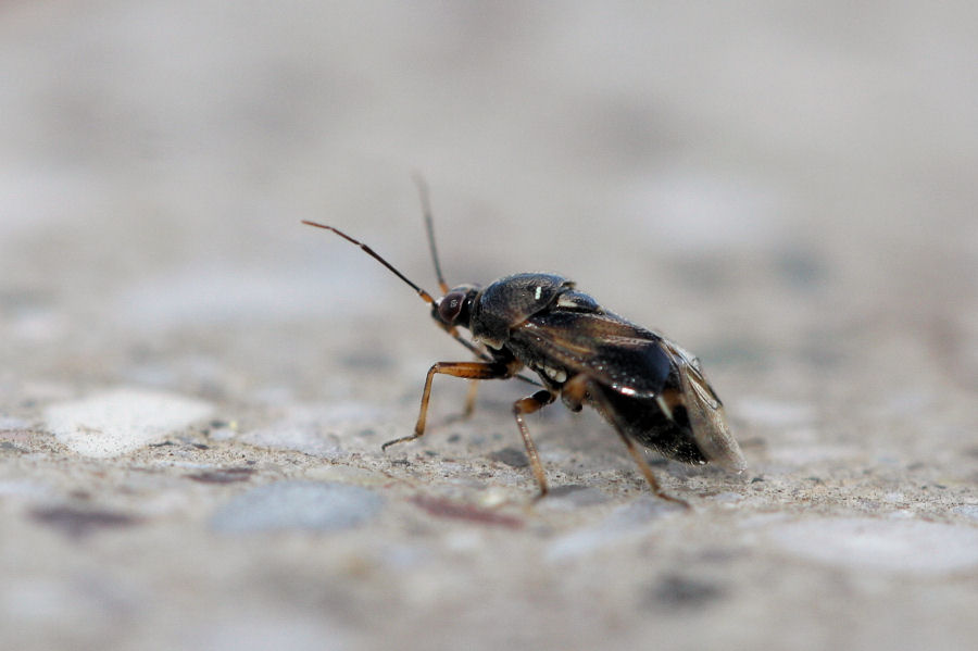 Miridae: Deraeocoris serenus dell''Emilia (BO)