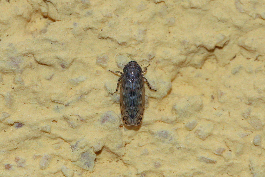 Cicadellidae Deltocephalinae: Recilia schmidtgeni (cf.)