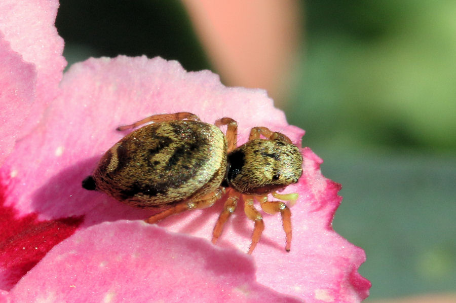Heliophanus tribulosus - Castel Maggiore (BO)