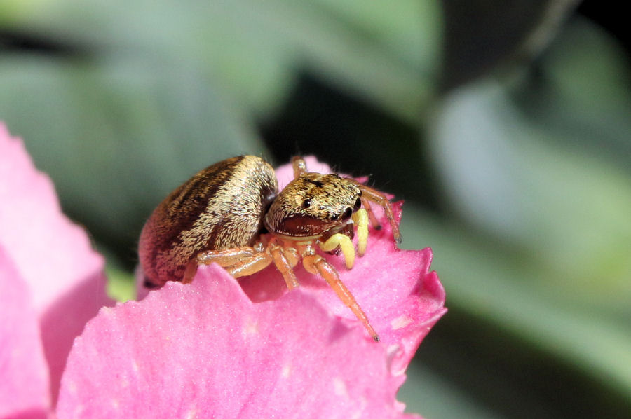Heliophanus tribulosus - Castel Maggiore (BO)
