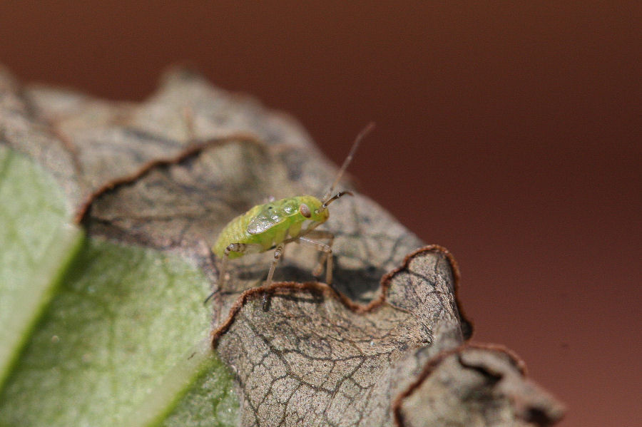 Ninfa di Lygus rugulipennis