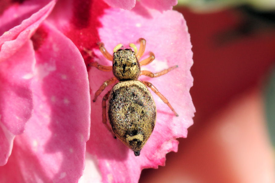 Heliophanus tribulosus - Castel Maggiore (BO)