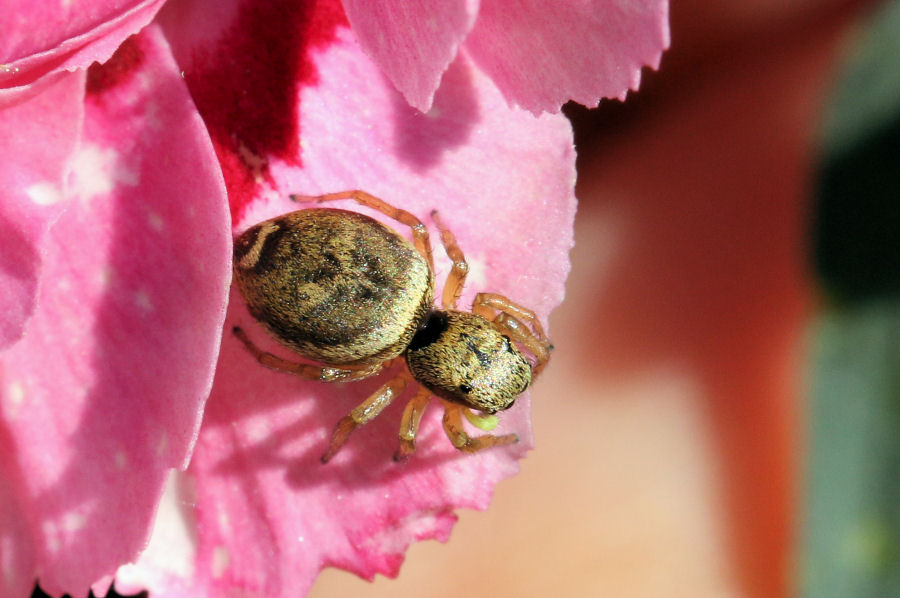 Heliophanus tribulosus - Castel Maggiore (BO)