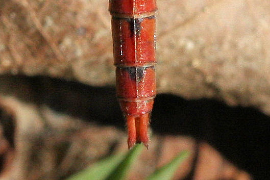 Parliamo di: Scheda Sympetrum striolatum