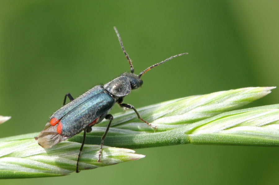 Malachiidae:  Clanoptilus cfr. geniculatus