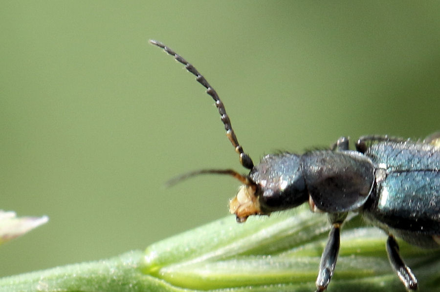 Malachiidae:  Clanoptilus cfr. geniculatus