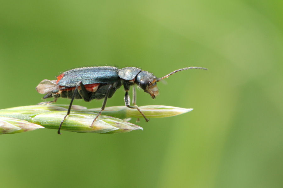 Malachiidae:  Clanoptilus cfr. geniculatus