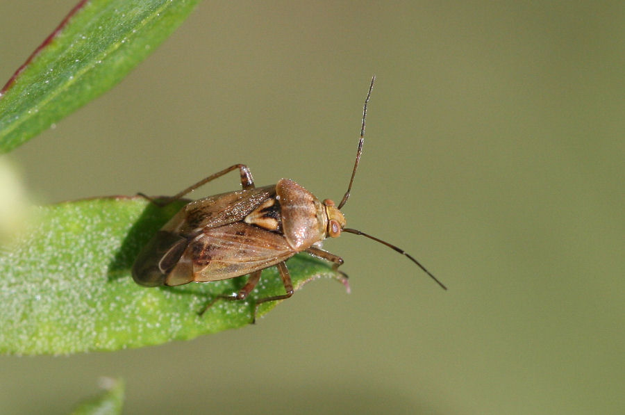 Miridae : Lygus rugulipennis dell''Emilia (BO)