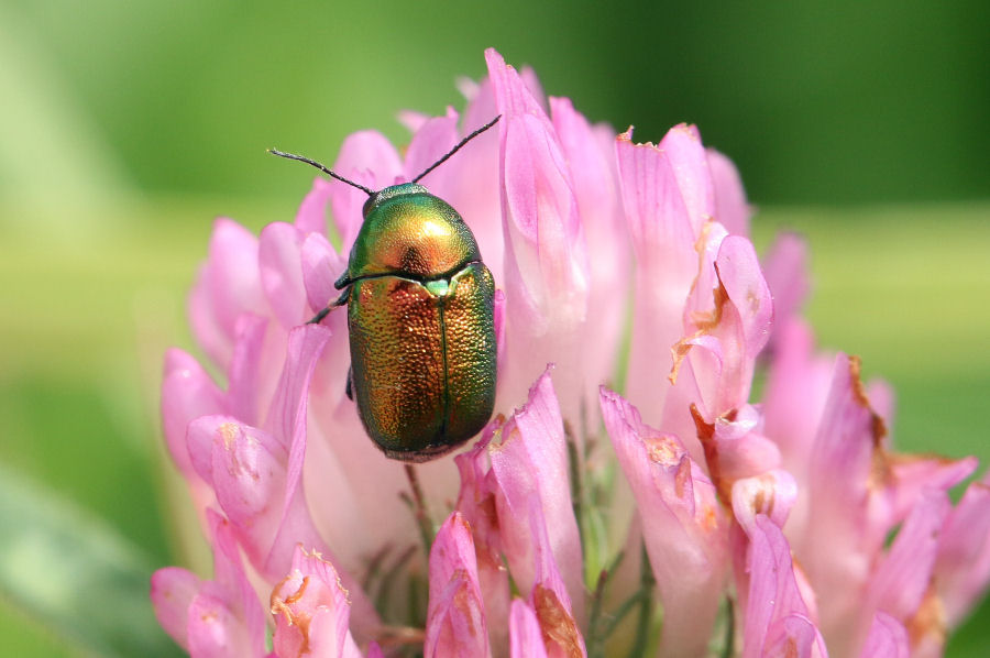 Cryptocephalus samniticus (cfr.), Chrysomelidae