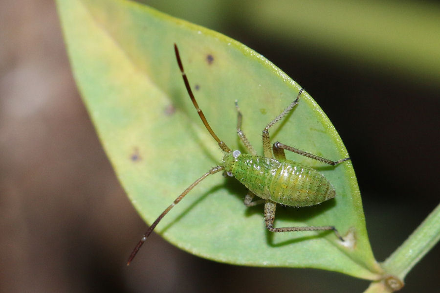Miridae: ninfa di Adelphocoris lineolatus