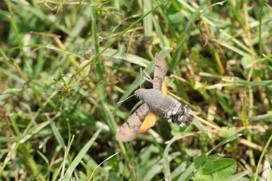 Macroglossum stellatarum