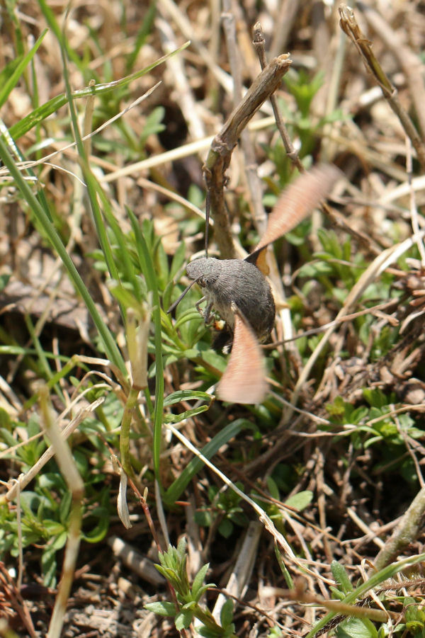 Macroglossum stellatarum