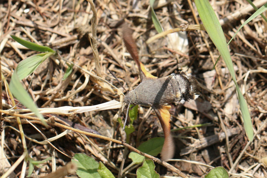 Macroglossum stellatarum