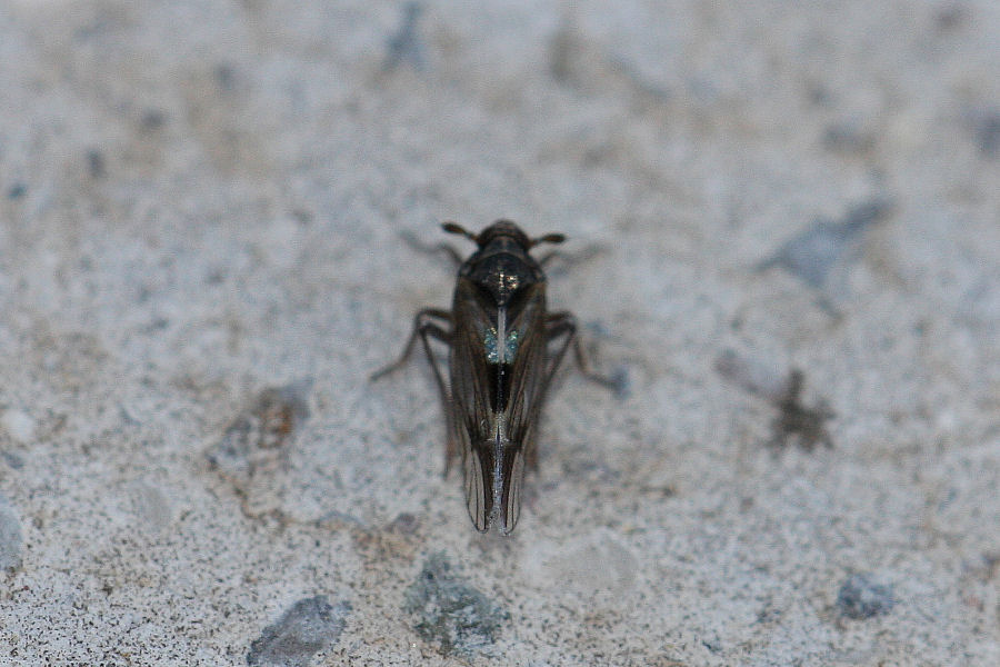 Delphacidae da id......Delphax sp.