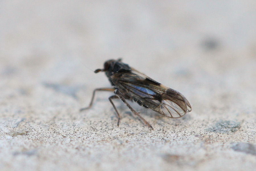 Delphacidae da id......Delphax sp.