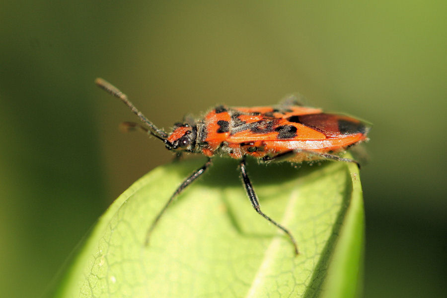 Rhopalidae: Corizus hyoscyami ? S