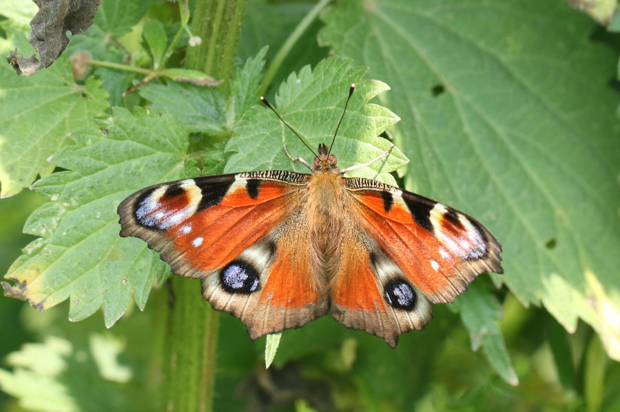 Aglais io - deposizione