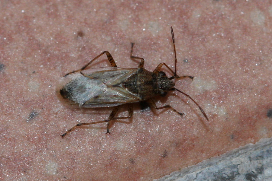 Lygaeidae: Nysius sp.