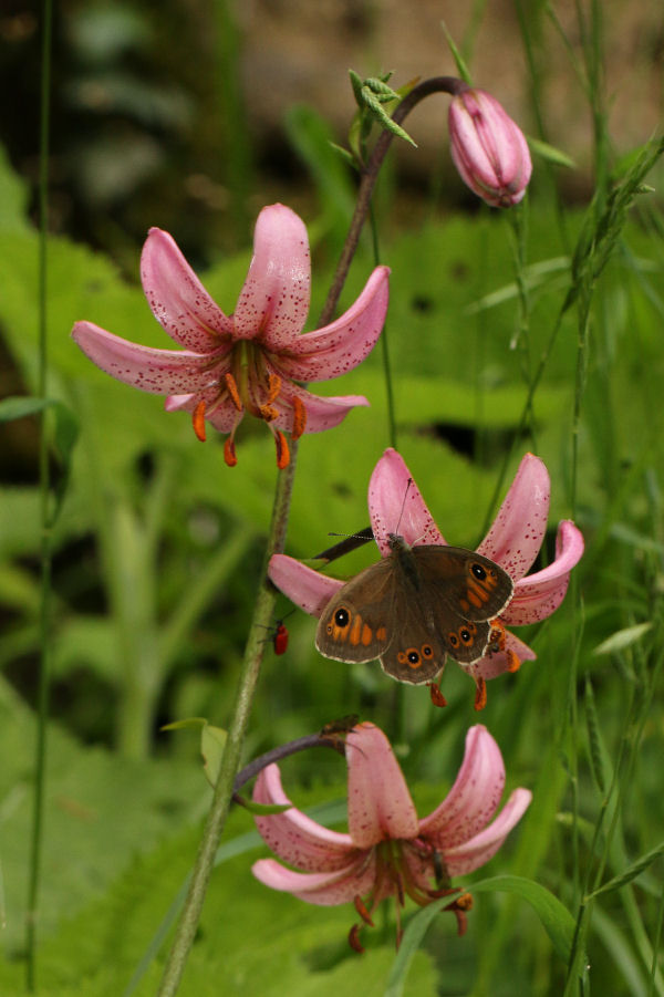 Lasiommata maera