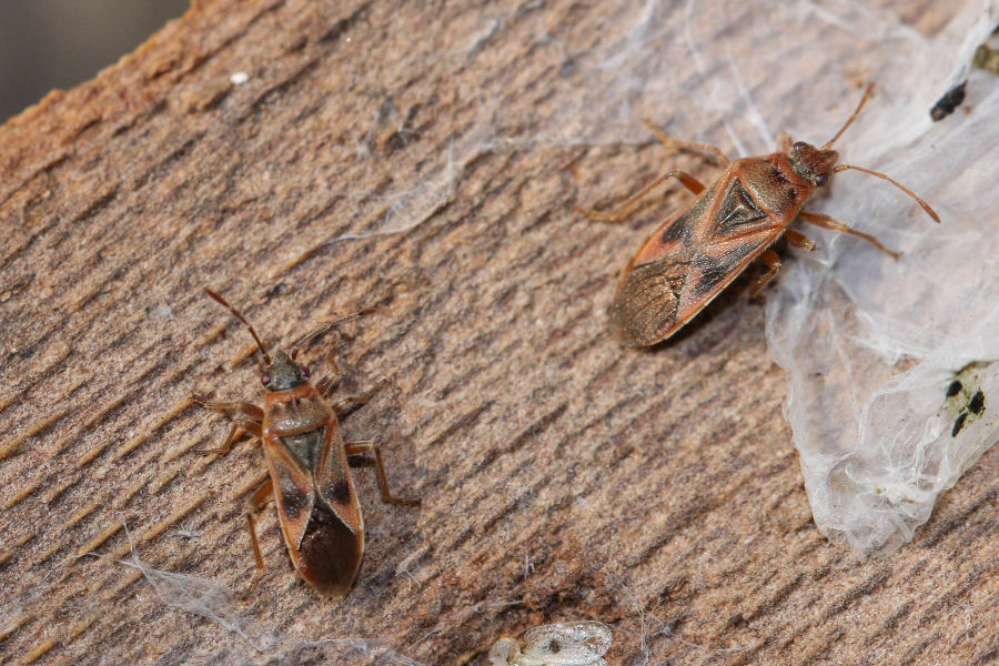 Lygaeidae: Arocatus longiceps, roeselii e melanocephalus