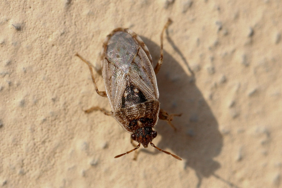 Lygaeidae: Platyplax inermis dell''Emilia (BO)