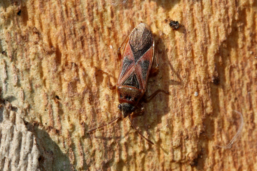 Lygaeidae: Arocatus longiceps, roeselii e melanocephalus