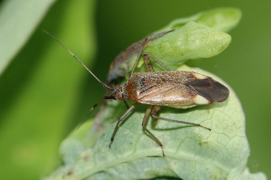 Miridae: Closterotomus annulus