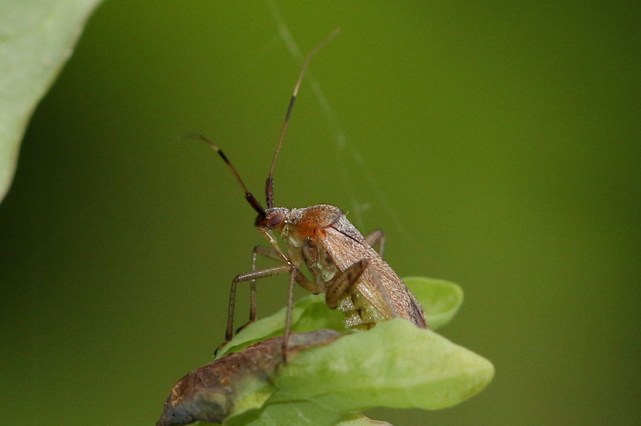 Miridae: Closterotomus annulus