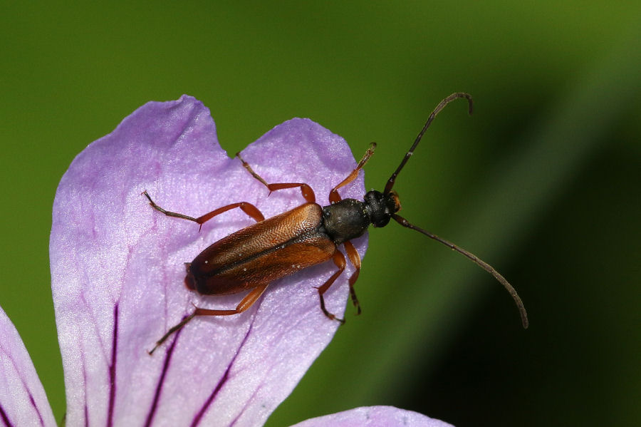Cerambycidae: Alosterna tabacicolor