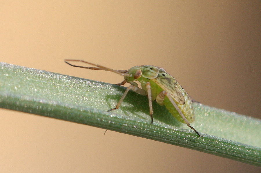 Ninfa di Lygus rugulipennis