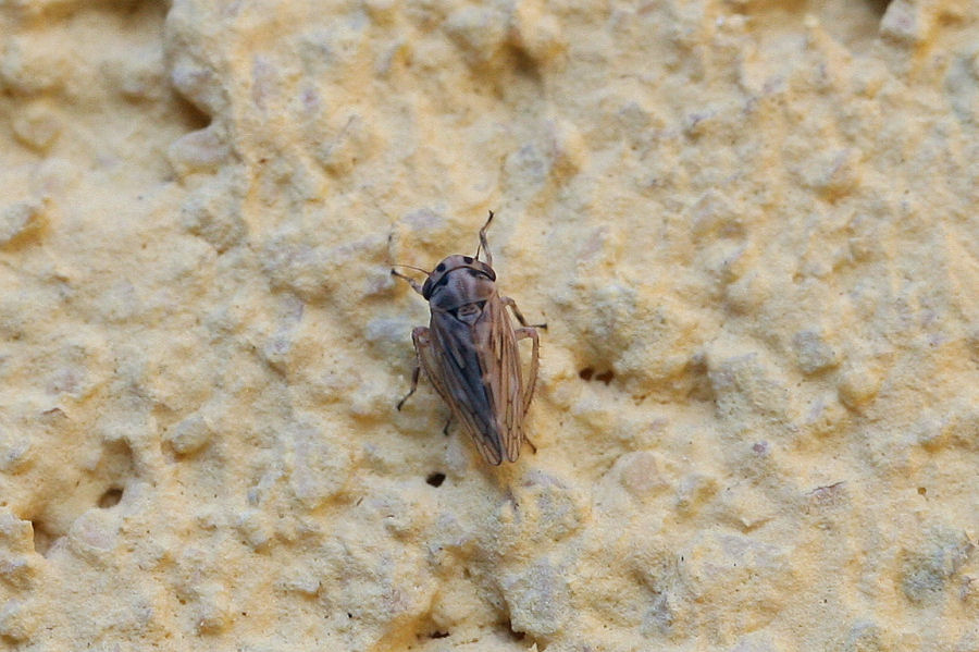 Cicadellidae Agallinae