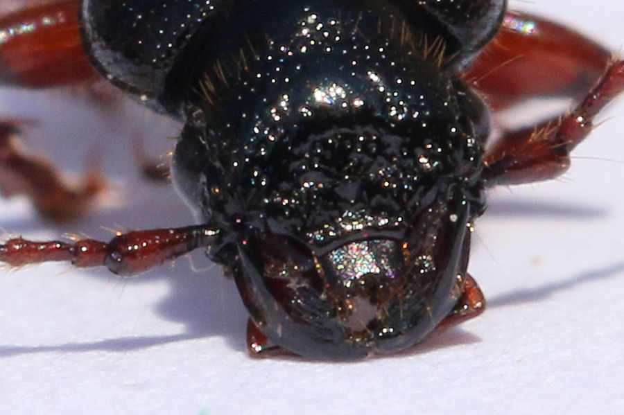 Carabide da id.: Carterus sp. (fulvipes o dama)