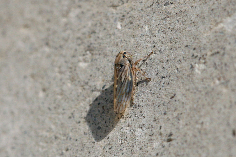 Cicadellidae Agallinae