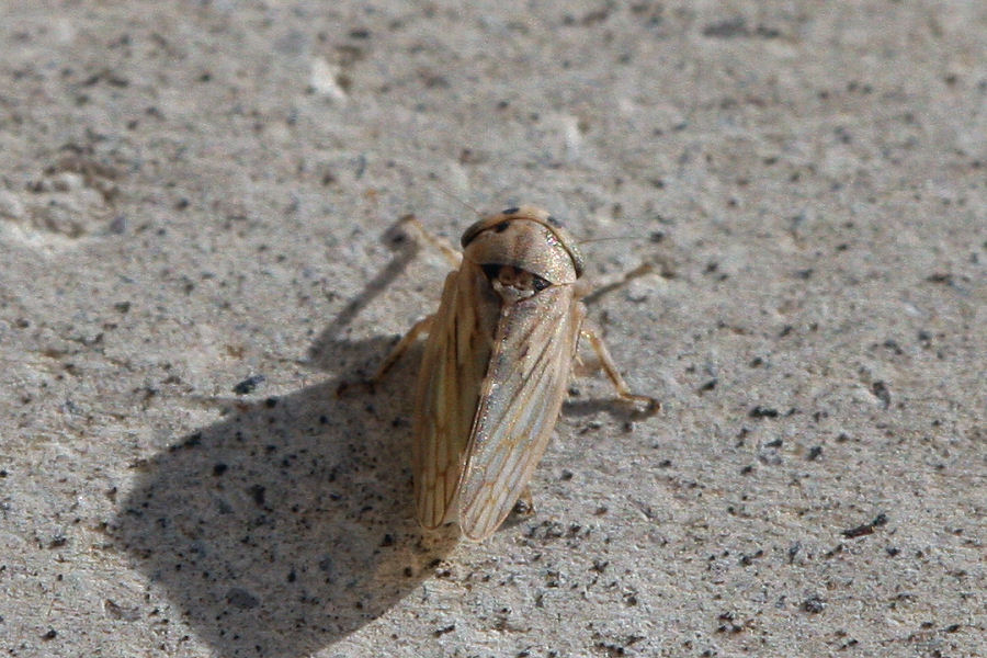 Cicadellidae Agallinae