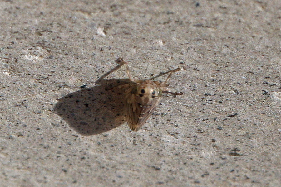 Cicadellidae Agallinae