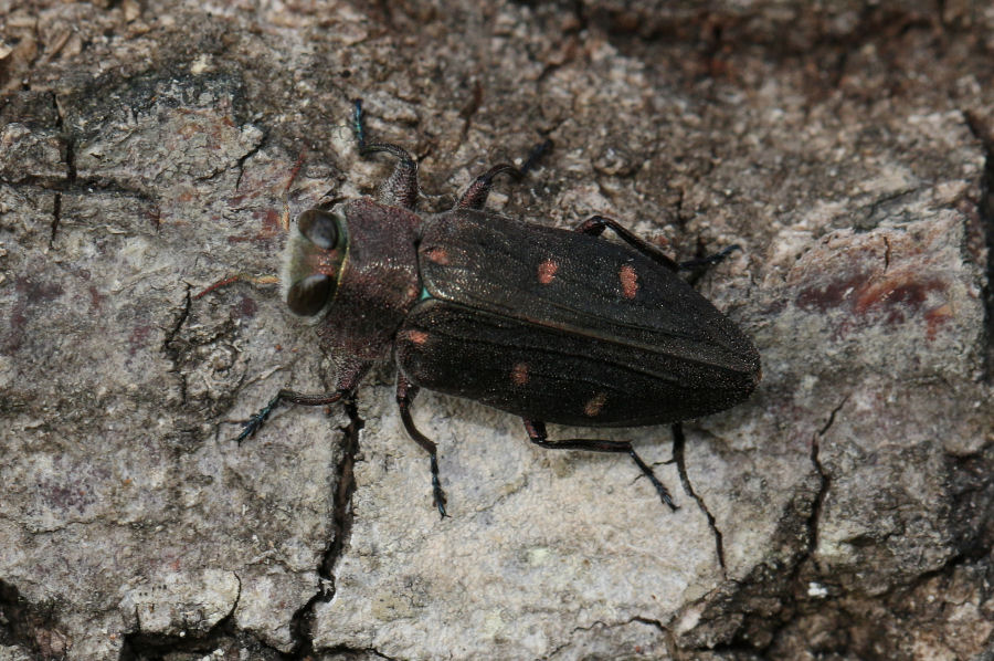 Buprestidae: Chrysobothris affinis affinis