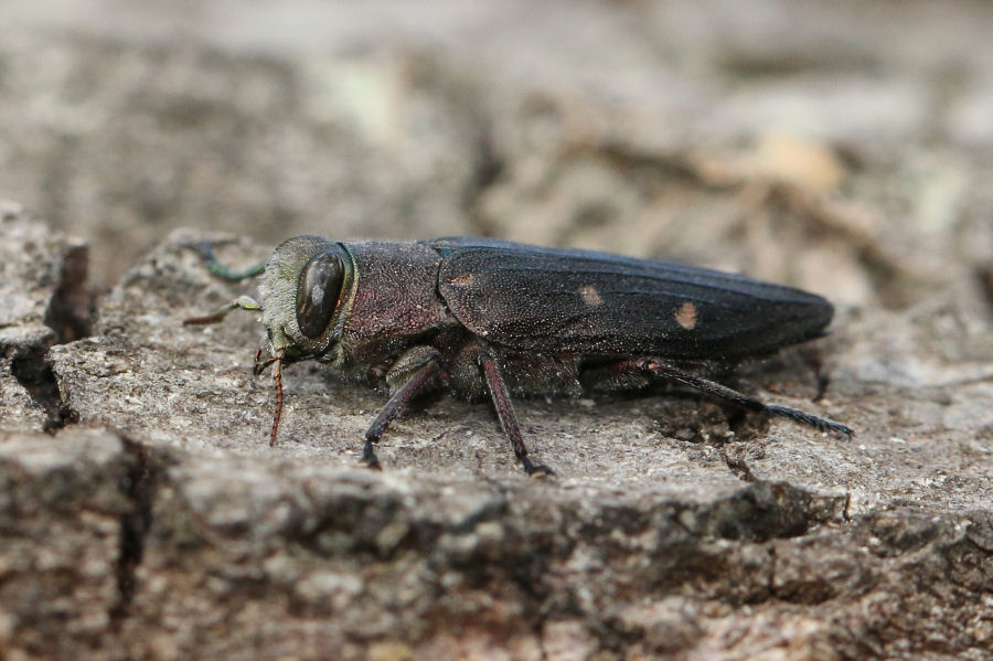 Buprestidae: Chrysobothris affinis affinis