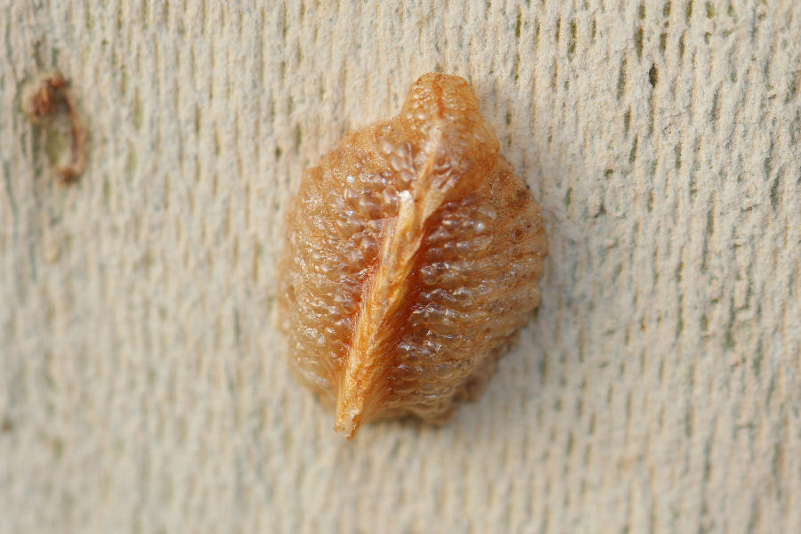 ooteca sotto corteccia