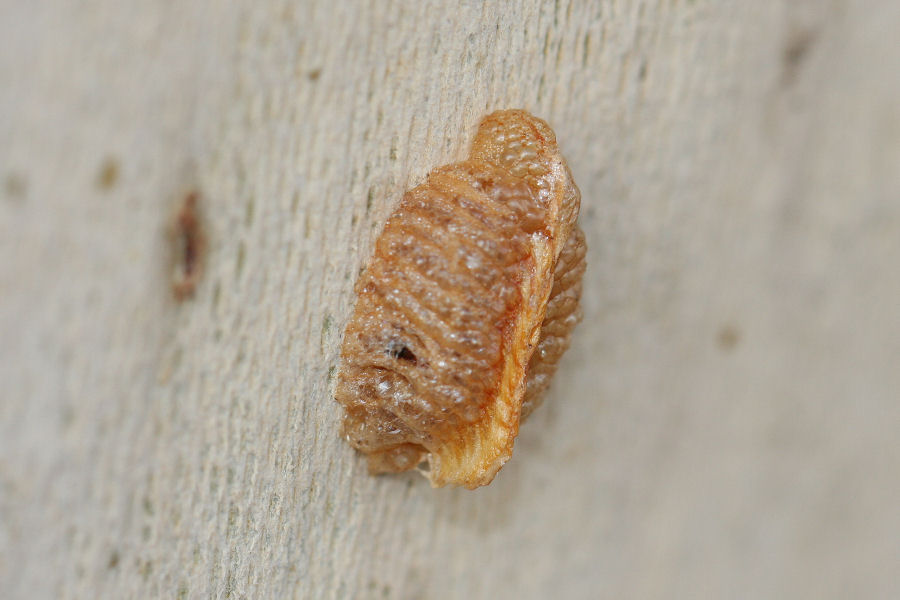 ooteca sotto corteccia