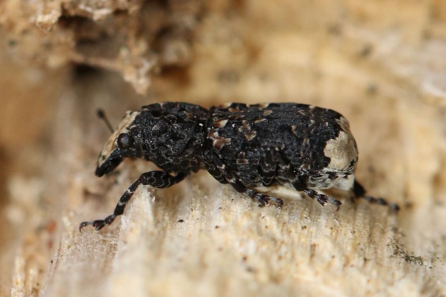 Anthribidae: Platyrhinus resinosus ?  S !
