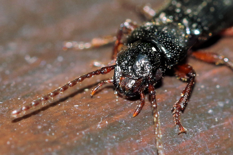 Carabide da id.: Carterus sp. (fulvipes o dama)