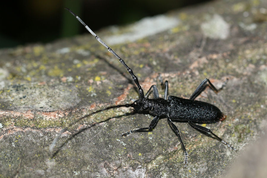 Cerambycidae: Cerambyx scopolii