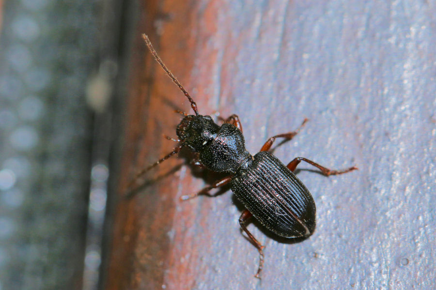 Carabide da id.: Carterus sp. (fulvipes o dama)