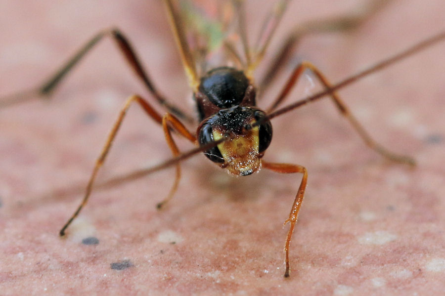 Ichneumonidae Anomaloninae, femmina