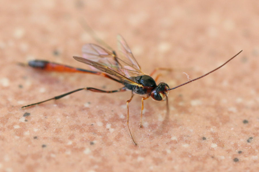 Ichneumonidae Anomaloninae, femmina