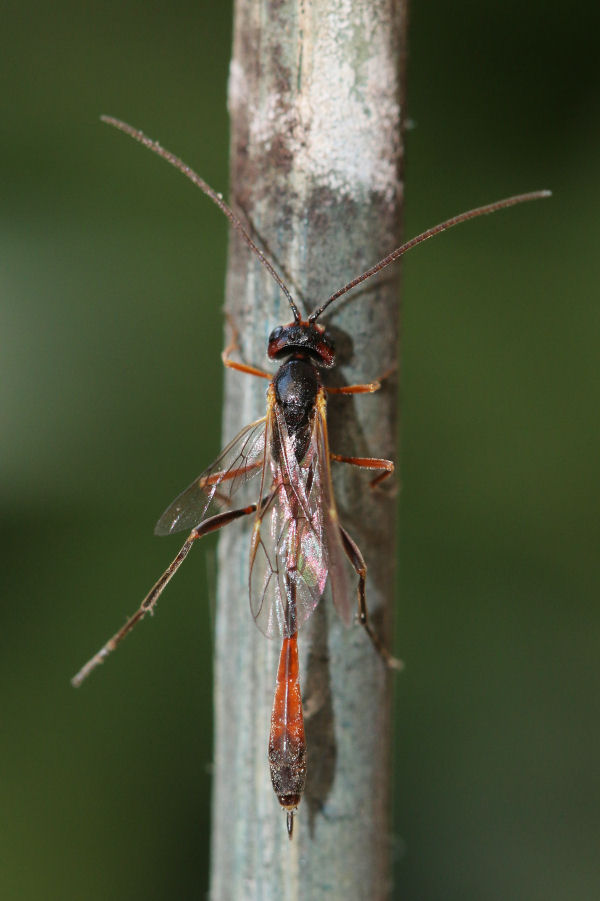 Ichneumonidae Anomaloninae, femmina