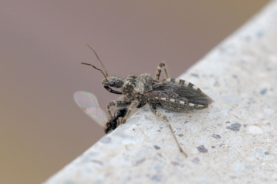 Galleria di insetti predatori e loro prede