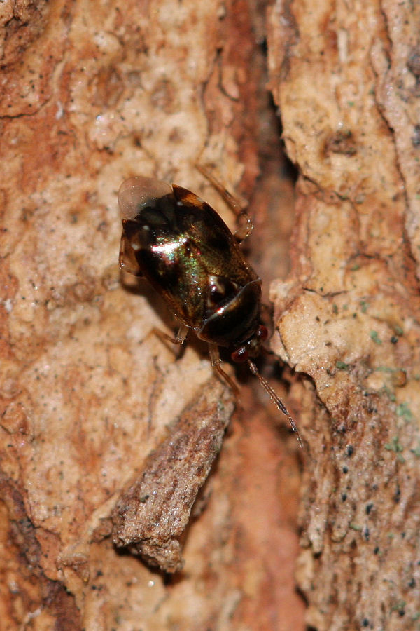 Miridae: Deraeocoris lutescens dell''Emilia (BO)