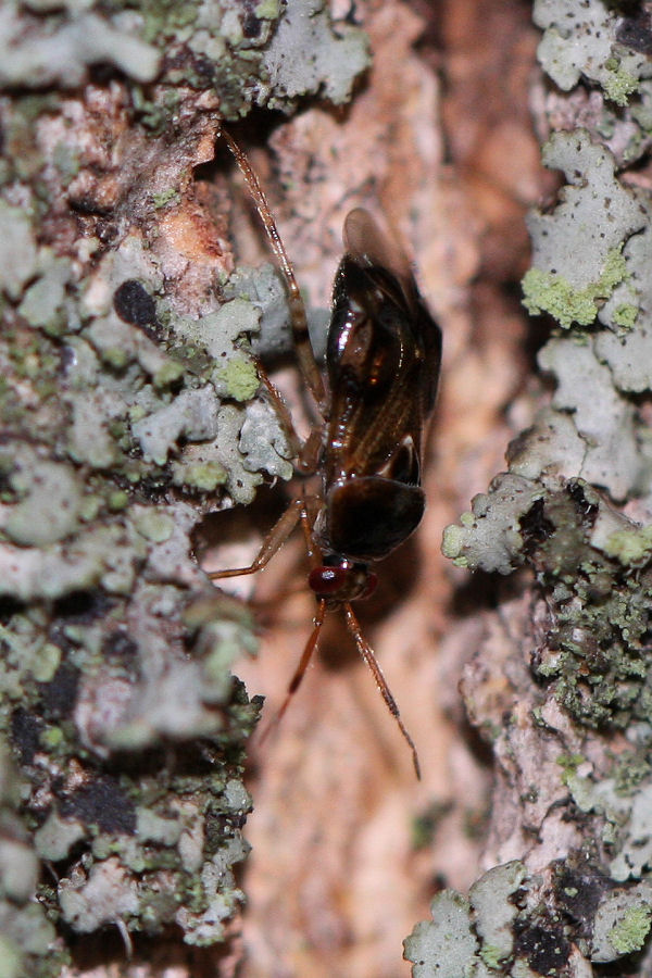 Miridae: Deraeocoris lutescens dell''Emilia (BO)